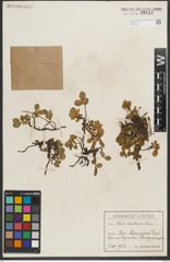 Foto von Salix herbacea L.